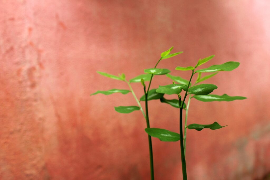 婚活で歯並びが悪いと不利になるのは本当ですか？