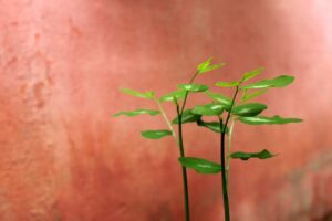 婚活で歯並びが悪いと不利になるのは本当ですか？