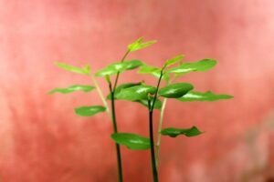 婚活で歯並びが悪いと不利になる理由は？