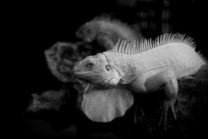 ウォーターフロスのおすすめ商品とその使い方は？