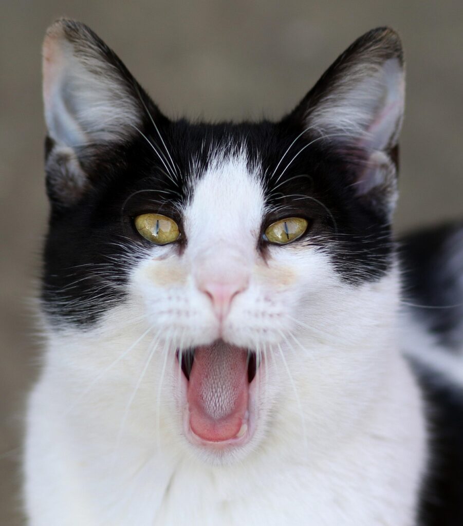 営業マンにとって歯のホワイトニングは本当に必要？