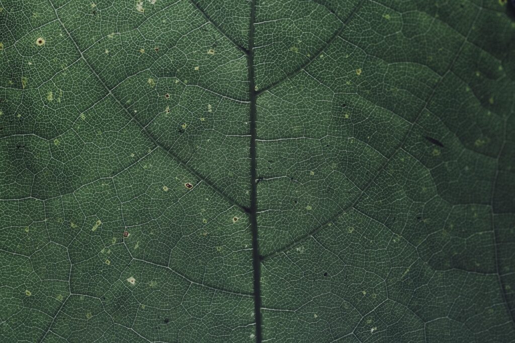 京都の静脈内鎮静による歯科治療の口コミはどうなっている？